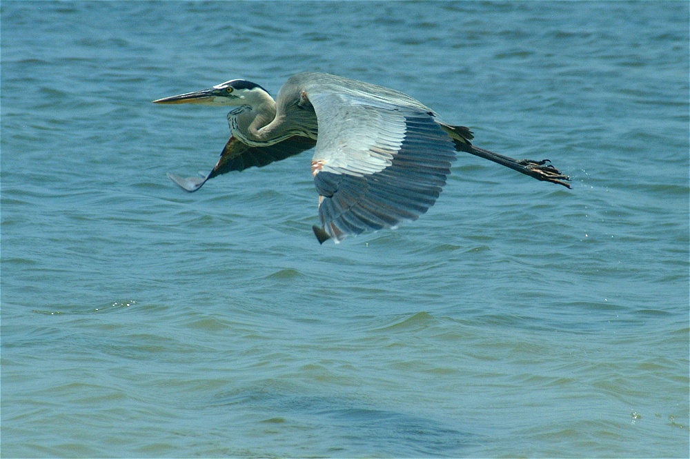 (07) Dscf5265 (great blue heron).jpg   (1000x666)   258 Kb                                    Click to display next picture